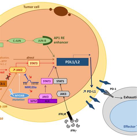 PD-1/PD-L1 protein expression in non Hodgkin lymphoma. A. PD-1 staining ...