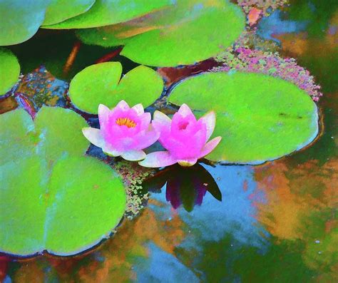 20 Water Lilies Impressionism Photograph by Linda Brody - Fine Art America