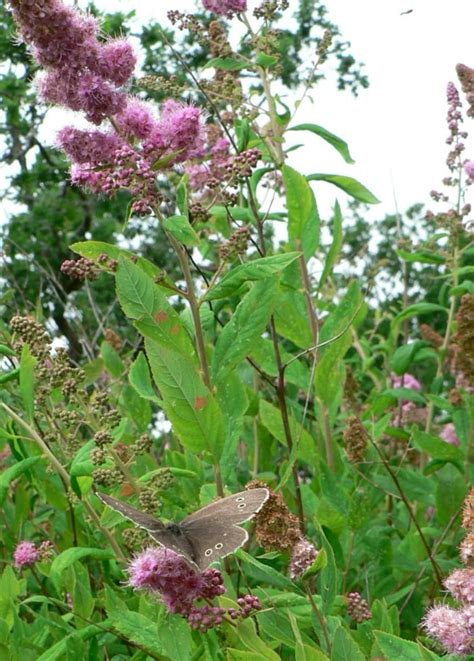 Free picture: flowers, butterfly, grass