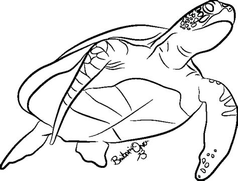 Turtle Outline Drawing at PaintingValley.com | Explore collection of Turtle Outline Drawing