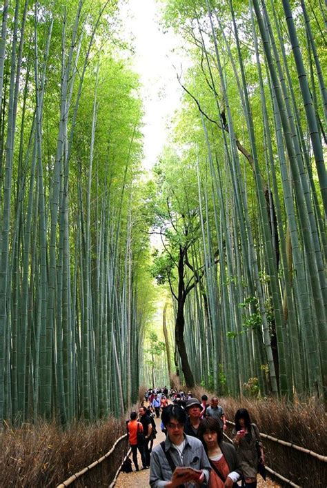 800px-Sagano_Bamboo_forest_Arashiyama_Kyoto1 - Land8