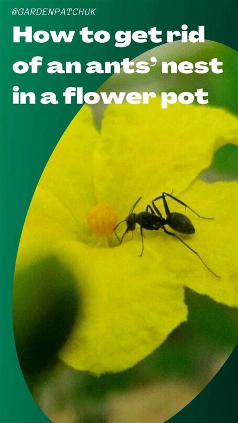 How to Stop Ants Nesting in Plant Pots (& Get Rid of It Safely)