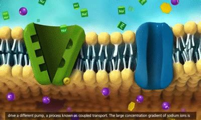 Membrane Transport in Cells: Symport, Antiport, Co-transport [3D ...