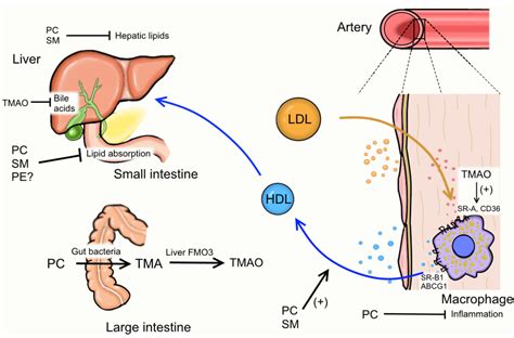 Nutrients | Free Full-Text | Egg Phospholipids and Cardiovascular Health