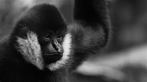 Black Gibbon Free Stock Photo - Public Domain Pictures