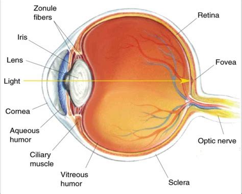 eye illustrated and explained using a diagram together with definitions ...