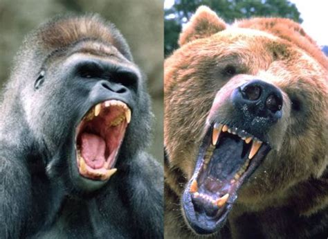 Gorilla Vs. Grizzly Bear - Strength, Size, And Survival