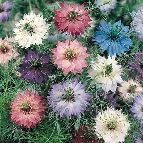 Love In A Mist – Mary's Heirloom Seeds