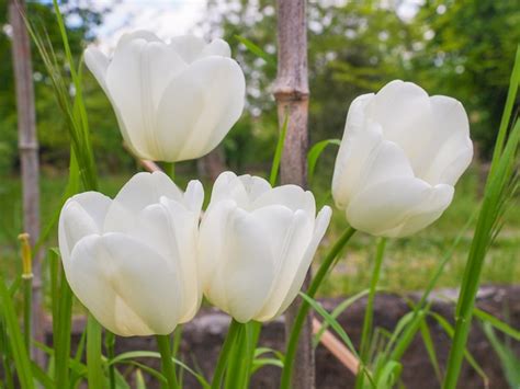 Premium Photo | White tulip flower