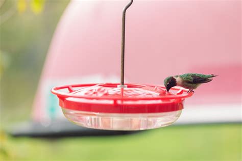 Classic and Safe Hummingbird Nectar Recipe