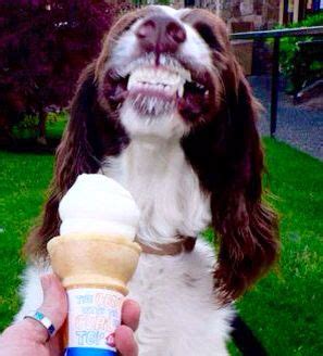 Dog eating ice cream | Funny animals, Funny animal pictures, Funny animal memes