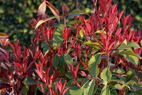 Photinia Red Robin Shrub Height