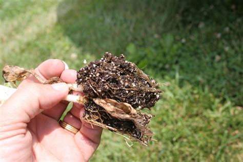 Pythium Root Rot | Burley Tobacco Extension