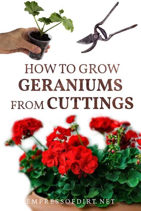 How to Take Cuttings from Geraniums (Pelargoniums)