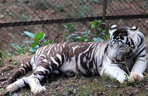 Tigress Renuka Gives Birth To Two Melanistic Cubs - odishabytes