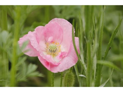 Unveiling the Sweet Pink Poppy Flower Meaning - Harvest Indoor