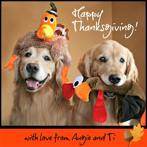 Happy Thanksgiving to our Canadian friends! | Happy thanksgiving funny, Happy thanksgiving ...