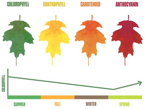 why do leaves change color in the fall quizlet - Mickie Cromer