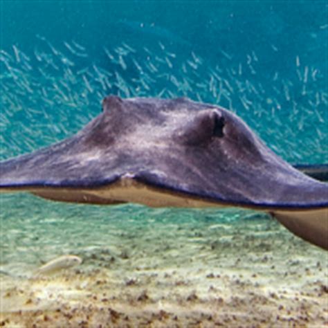 Stingray Beach Cozumel Mexico Address and Map