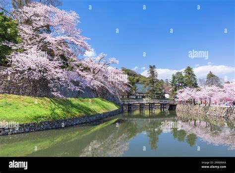 Cherry Blossoms at Hikone Castle Stock Photo - Alamy