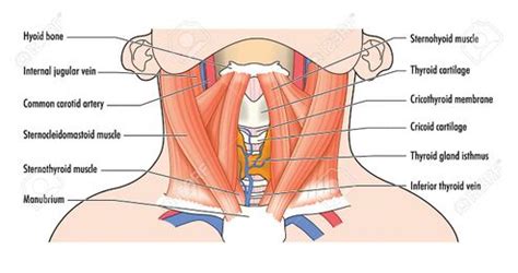 Cervical Anatomy - Physiopedia