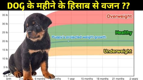 Rottweiler Weight Chart In Kg | Blog Dandk