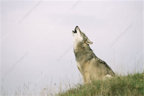 Grey wolf howling - Stock Image - Z932/0320 - Science Photo Library