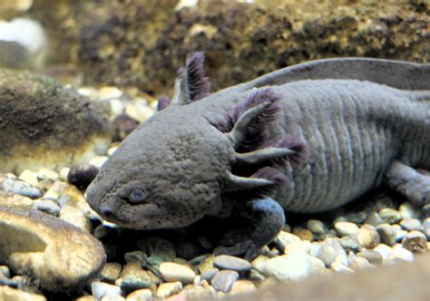 Mexican Water Monster May be Extinct in Lake Xochimilco - Lake Scientist