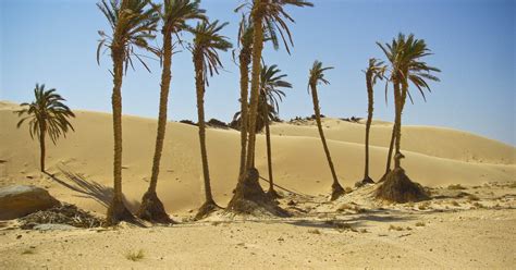 What Is the Average Yearly Rainfall in the Sahara Desert? | eHow UK