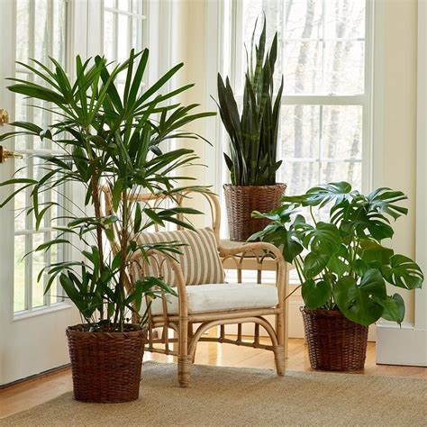 Easy-Care Houseplants | White Flower Farm