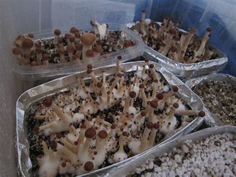 Cubensis TKSSS and Mazapatek - New Post = New Pictures = New Questions - Mushroom Cultivation ...