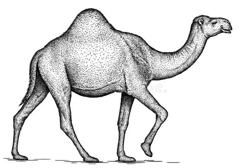 Camel Black White Stock Illustrations – 4,288 Camel Black White Stock ...