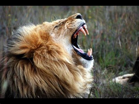 Lion Roar - Sound Effect - YouTube