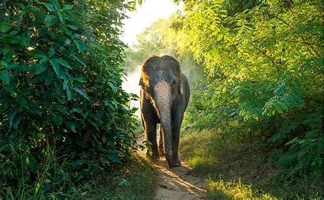 10 Animals Found In Nepal - WorldAtlas.com