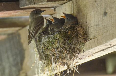 Phoebe Nest Photograph by Evan Buck