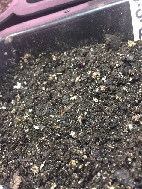 What is the best seed germination method? | Page 2 | Grasscity Forums - The #1 Marijuana ...