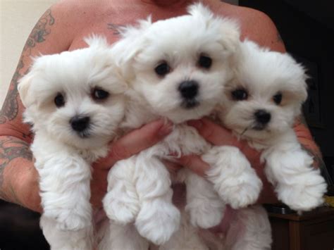 Beautiful Maltese Terrier Puppies | Worksop, Nottinghamshire | Pets4Homes