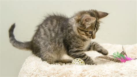 One Is the Loneliest Number: Single Kitten “Syndrome” Behaviors ...