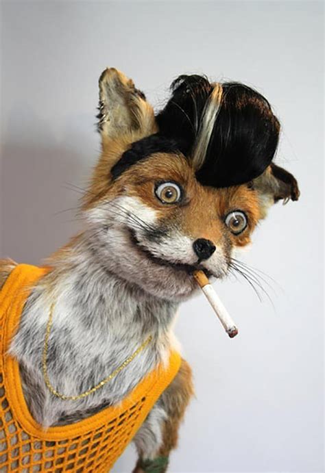 Hilarious Bad Taxidermy by artist Adele Morse | Team Jimmy Joe | Bad taxidermy, Funny taxidermy ...