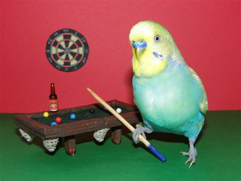 Budgie Wallpapers - Wallpaper Cave