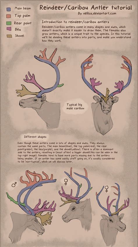 🦌Velkss/Deer nerd🦌BLM🦌 on Twitter | Animal study, Art reference photos, Antlers drawing