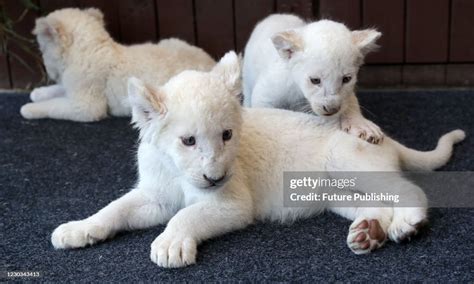 A view of the quadruplet albino lion cubs in their first public... News ...