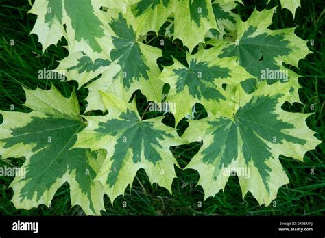 Beautiful creamy white leaves variegated at the edges Norway Maple ...