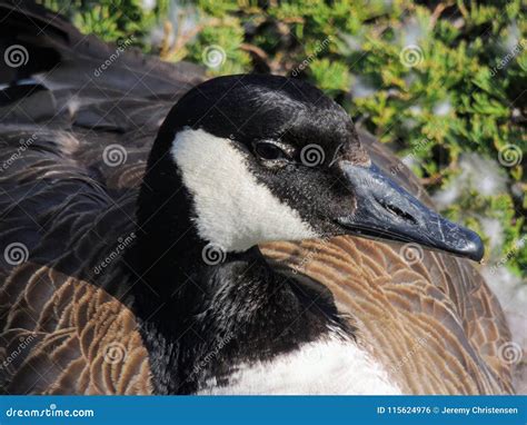 Canadian Goose Nesting Female Laying in a Nest of Urban Bushes Surrounded by Feather Down in ...