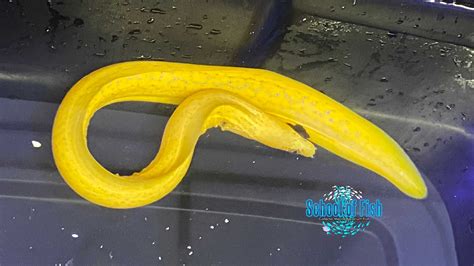 Banana Eel | School of Fish Online Store