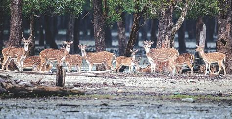 Sundarban Wildlife | Wildlife, Forest department, Tourist