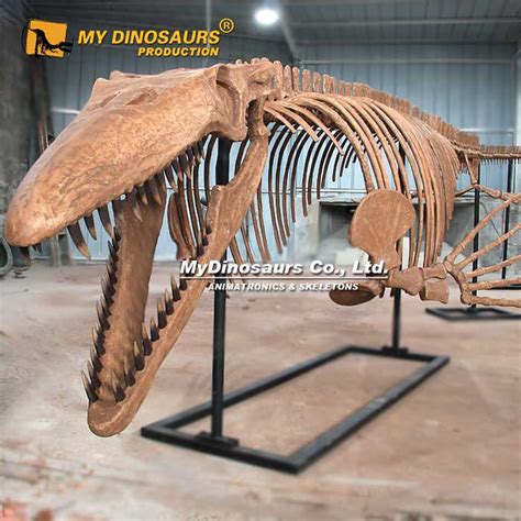 AS-073 Large Monster Tylosaurus Skeleton for Sale | My Dinosaurs