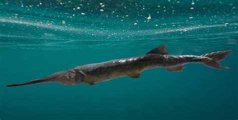 The Chinese Paddlefish Becomes the First Extinct Species of 2020 | The Vintage News