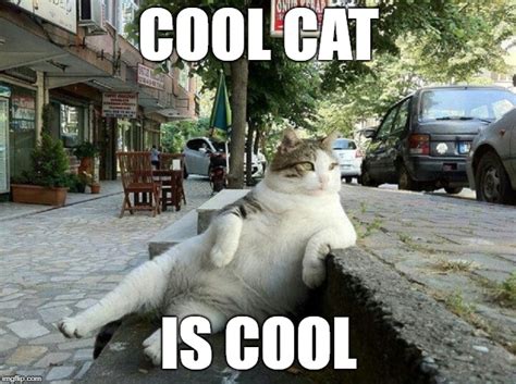 cool cat is cool - Imgflip