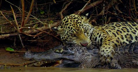 Watch: Jaguar takes down massive caiman in tense underwater battle | Predator vs Prey | Earth ...